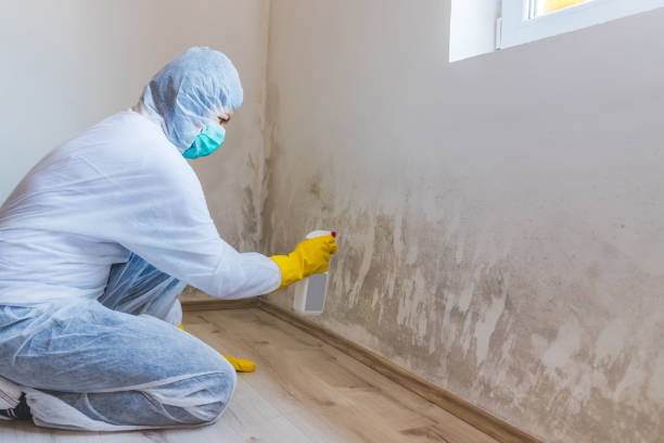 Licensed Mold Cleanup service in Partlow, VA - WQB Mold Removal