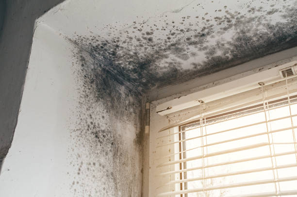 Affordable Mold Cleanup solutions in Partlow, VA