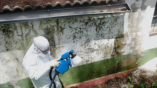 Top rated local Mold Cleanup specialists in Partlow, VA